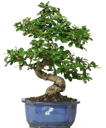21 ile 25 cm aras zel S bonsai japon aac  Bursa ieki osman gazi iek gnderme sitemiz gvenlidir 